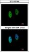 DENN Domain Containing 1B antibody, GTX107160, GeneTex, Immunofluorescence image 