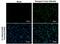 Dengue Virus E antibody, MA5-17290, Invitrogen Antibodies, Immunofluorescence image 