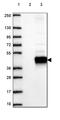 Alcohol dehydrogenase class-3 antibody, HPA061919, Atlas Antibodies, Western Blot image 