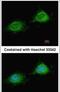 Presequence protease, mitochondrial antibody, PA5-31558, Invitrogen Antibodies, Immunofluorescence image 