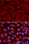 Bridging Integrator 1 antibody, 18-160, ProSci, Immunofluorescence image 