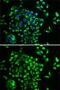 Mitochondrial Ribosomal Protein L28 antibody, GTX54321, GeneTex, Immunocytochemistry image 