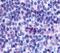 Psychosine receptor antibody, PA5-33754, Invitrogen Antibodies, Immunohistochemistry frozen image 