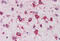 Ribosomal Protein L8 antibody, MBS242502, MyBioSource, Immunohistochemistry frozen image 