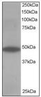 Oxysterol Binding Protein Like 1A antibody, AP23594PU-N, Origene, Western Blot image 