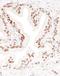 Cell cycle and apoptosis regulator protein 2 antibody, NBP2-22294, Novus Biologicals, Immunohistochemistry frozen image 