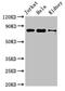 Nitric Oxide Associated 1 antibody, CSB-PA836715LA01HU, Cusabio, Western Blot image 