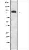 Tripartite Motif Containing 33 antibody, orb337683, Biorbyt, Western Blot image 