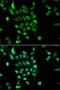 26S protease regulatory subunit 8 antibody, LS-C335163, Lifespan Biosciences, Immunofluorescence image 