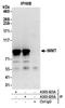 HMP antibody, A305-025A, Bethyl Labs, Immunoprecipitation image 