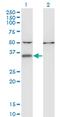 Centromere Protein V antibody, MA5-24532, Invitrogen Antibodies, Western Blot image 