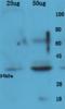 Secreted Phosphoprotein 1 antibody, orb11191, Biorbyt, Western Blot image 