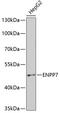 Ectonucleotide Pyrophosphatase/Phosphodiesterase 7 antibody, GTX53987, GeneTex, Western Blot image 