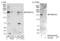 Pinin, Desmosome Associated Protein antibody, NB100-55315, Novus Biologicals, Western Blot image 
