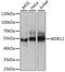 WD Repeat Domain 12 antibody, A15477, ABclonal Technology, Western Blot image 