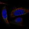 Dermatopontin antibody, PA5-66781, Invitrogen Antibodies, Immunofluorescence image 