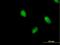 Peregrin antibody, H00007862-B01P, Novus Biologicals, Immunocytochemistry image 