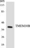 Transmembrane Protein 30B antibody, LS-C200793, Lifespan Biosciences, Western Blot image 