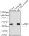 Acyl-CoA Dehydrogenase Short Chain antibody, 22-798, ProSci, Immunoprecipitation image 