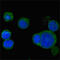 Wnt Family Member 5A antibody, abx012361, Abbexa, Enzyme Linked Immunosorbent Assay image 