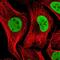 Nuclear Autoantigenic Sperm Protein antibody, PA5-56493, Invitrogen Antibodies, Immunofluorescence image 