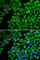 Hepatic lipase antibody, A1430, ABclonal Technology, Immunofluorescence image 