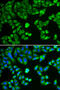 SH2B Adaptor Protein 1 antibody, 19-736, ProSci, Immunofluorescence image 