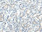 E3 ubiquitin-protein ligase TRAF7 antibody, CSB-PA798721, Cusabio, Immunohistochemistry frozen image 