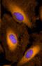 Solute Carrier Family 27 Member 1 antibody, MAB3304, R&D Systems, Immunofluorescence image 