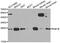 Ras-related protein Rab-1B antibody, orb248044, Biorbyt, Western Blot image 