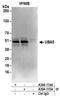 Ubiquitin Like Modifier Activating Enzyme 5 antibody, A304-114A, Bethyl Labs, Immunoprecipitation image 