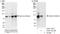 Adducin 3 antibody, A303-715A, Bethyl Labs, Immunoprecipitation image 