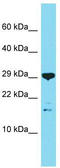 Chromosome 16 Open Reading Frame 87 antibody, TA334888, Origene, Western Blot image 