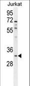 Olfactory Receptor Family 5 Subfamily B Member 12 antibody, LS-C163229, Lifespan Biosciences, Western Blot image 