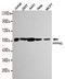 Protein Phosphatase 5 Catalytic Subunit antibody, LS-C178365, Lifespan Biosciences, Western Blot image 