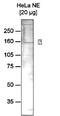 Remodeling And Spacing Factor 1 antibody, GTX60841, GeneTex, Western Blot image 