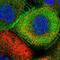 Protein archease antibody, HPA046315, Atlas Antibodies, Immunofluorescence image 
