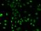 Proline And Serine Rich 1 antibody, 206614-T02, Sino Biological, Immunohistochemistry frozen image 