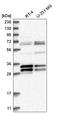 Mortality Factor 4 Like 2 antibody, HPA031872, Atlas Antibodies, Western Blot image 