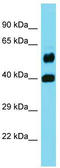 Putative N-acetylated-alpha-linked acidic dipeptidase antibody, TA337314, Origene, Western Blot image 