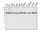 Delta-like protein 1 antibody, A02513-1, Boster Biological Technology, Western Blot image 