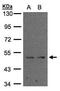 Pc4 antibody, PA5-28060, Invitrogen Antibodies, Western Blot image 