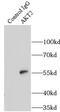 PKB beta antibody, FNab00272, FineTest, Immunoprecipitation image 