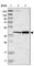 Serpin Family B Member 6 antibody, HPA012736, Atlas Antibodies, Western Blot image 