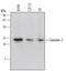 Caveolin 2 antibody, AF5788, R&D Systems, Western Blot image 