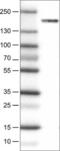 Probable histone-lysine N-methyltransferase NSD2 antibody, NBP2-52963, Novus Biologicals, Western Blot image 