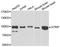 ATR Interacting Protein antibody, A7139, ABclonal Technology, Western Blot image 