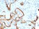 Keratin 8 antibody, V9039-100UG, NSJ Bioreagents, Flow Cytometry image 