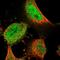 WD Repeat Domain 26 antibody, NBP1-83628, Novus Biologicals, Immunocytochemistry image 