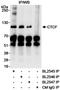 CCCTC-Binding Factor antibody, A300-542A, Bethyl Labs, Immunoprecipitation image 
